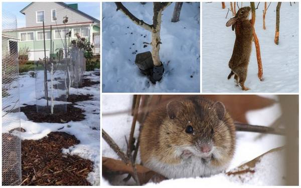 Как защитить яблони от мышей и зайцев зимой - фото