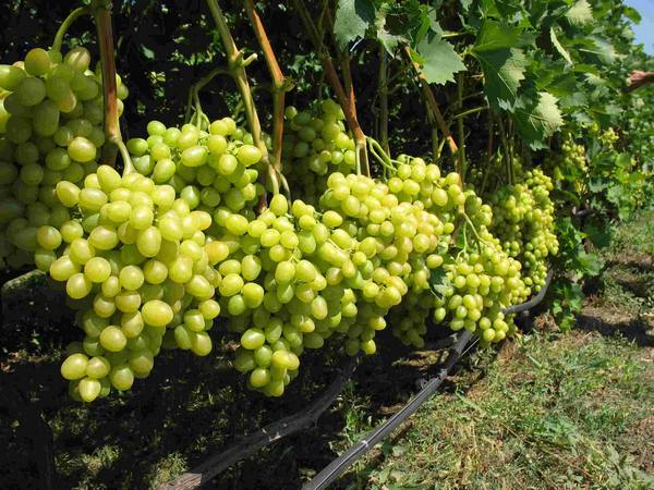 Какие бывают лучшие сорта среди винограда - фото