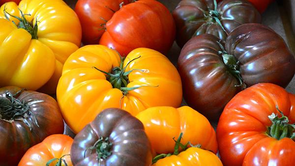 Лучшие семена томатов для теплицы с фото