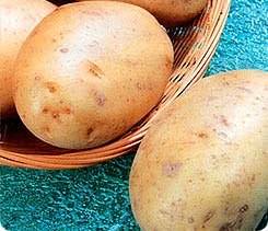 Картофель «Баллада»: среднеспелый и очень урожайный сорт - фото