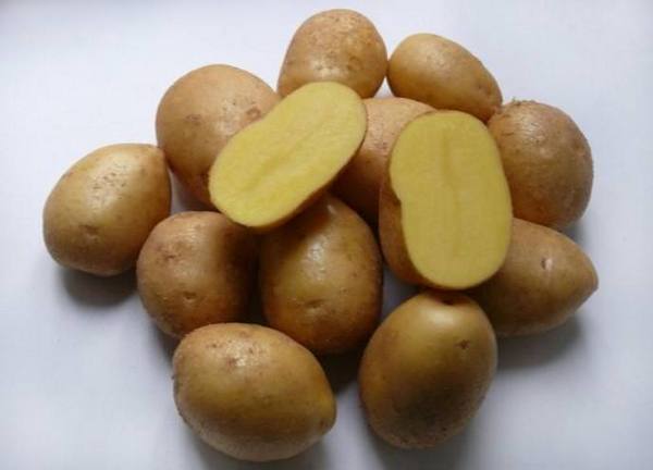 Картофель «Джелли»: описание и технология выращивания с фото