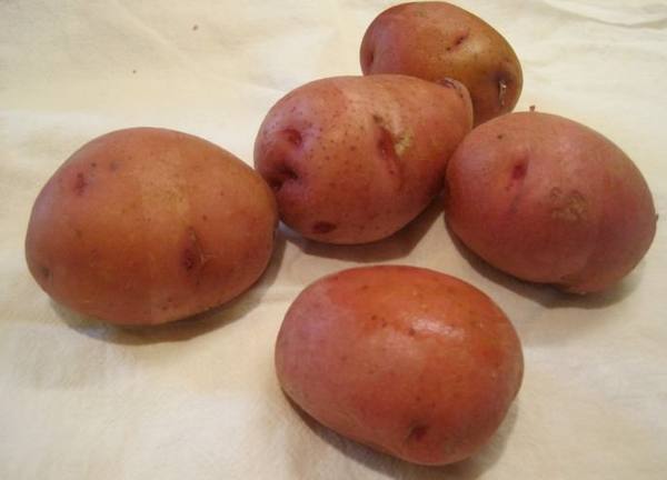 Картофель «Ирбитский»: крупноплодный и урожайный сорт - фото