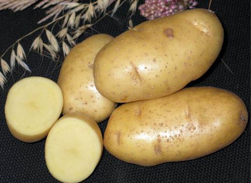 Картофель «Каратоп» — урожайный, ранний, вкусный - фото