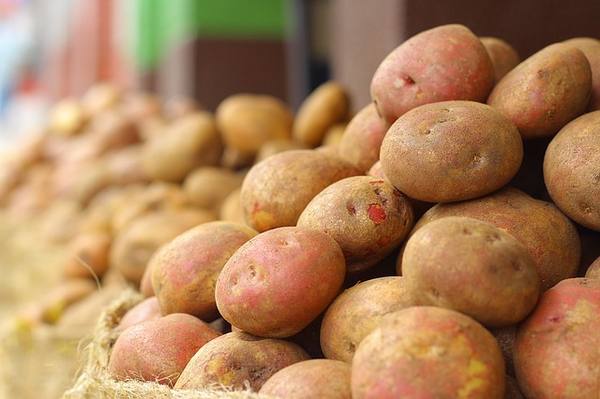 Картофель сорт «Коломба» — ранний и урожайный - фото