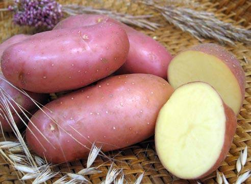 Картофель «Ред Скарлет» розовый и урожайный с фото