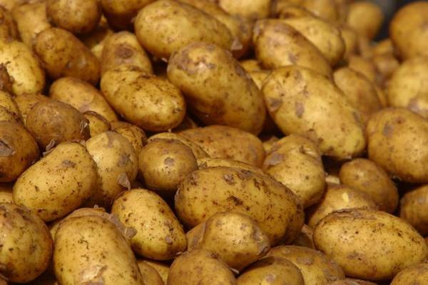 Посадите картофель «Скарб» — останетесь довольны - фото