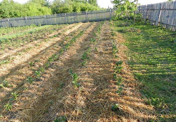 Огород для ленивых - сажаем и выращиваем картофель по траве, не вскапывая,  ... - фото