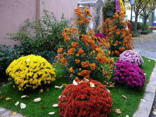 Хризантема садовая с фото