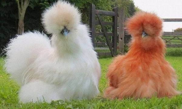 Китайская шелковая курица  улыбка природы - фото