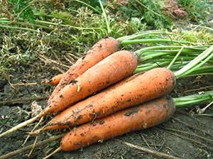 Когда лучше сеять морковь в Сибири - фото