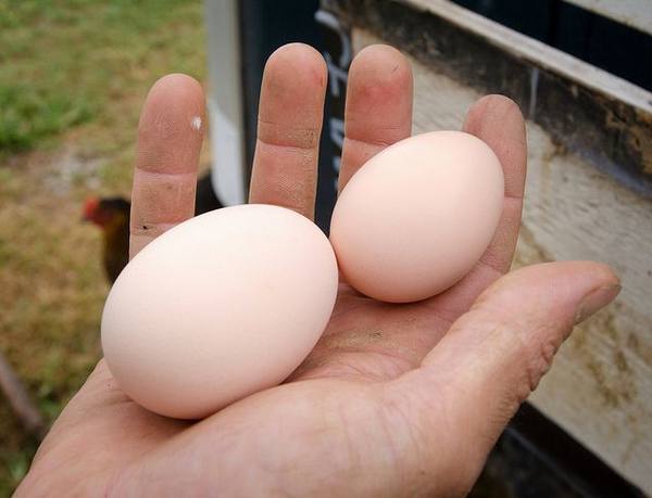Когда начинают нести яйца куры-молодки? с фото