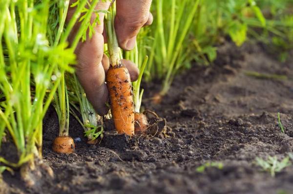 Технология посева моркови под зиму - фото