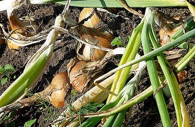 Правила сбора урожая лука - фото