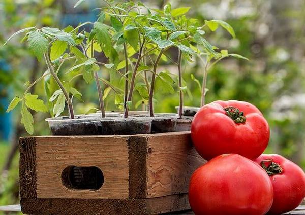 Посадите помидоры правильно с фото