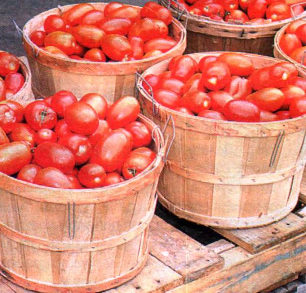 Количество на кусте томатов зависит от корней - фото