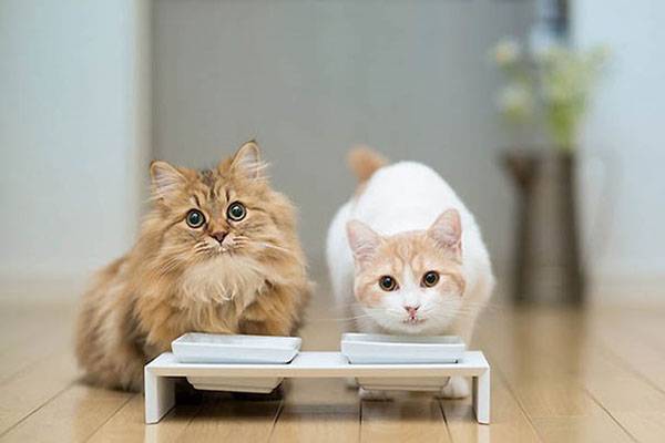 Корм для кошек – сухой, лечебный, жидкий, натуральный, состав, видео