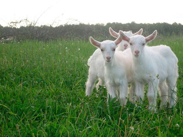 Выращивание козлят в козоводстве для начинающих - фото
