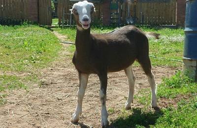 Ламанчи  уникальная порода коз - фото