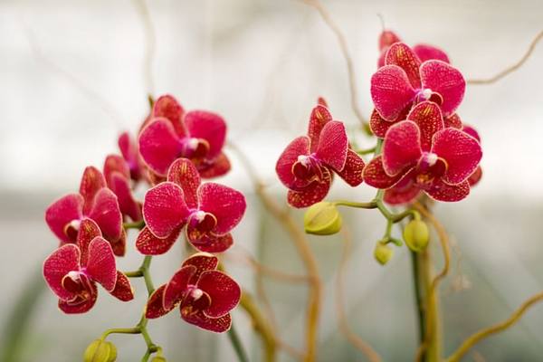 Описание и правила выращивания красной орхидеи - фото