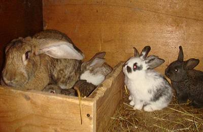 Породы кроликов для мясного производства: названия, описания, характеристик ... - фото