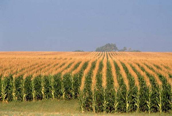 Королева полей - сахарная кукуруза на дачных грядках с фото