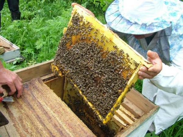 Лечение пчел и диагностика заболеваний - фото