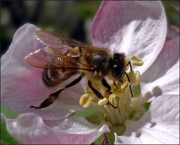 Лечение пчел от инфекционных болезней - фото