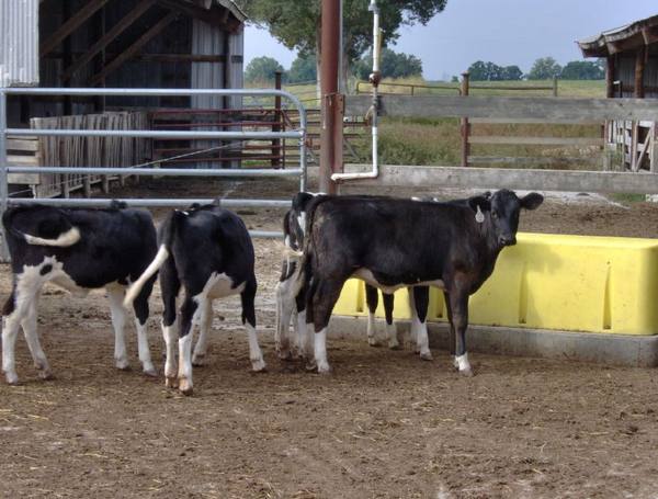 Лейкоз: особенности заболевания у коров с фото