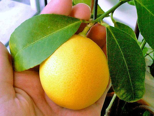 Попробуйте вырастить дома лимон Мейера - фото