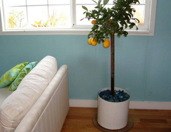 Уход за лимонным деревом в домашних условиях и особенности сортов - фото