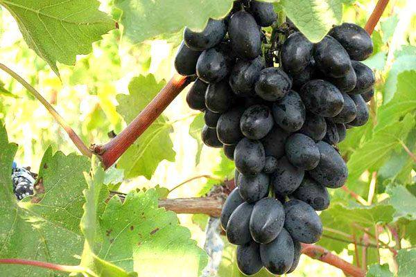 Идеальный виноград: лучшие темные сорта - фото