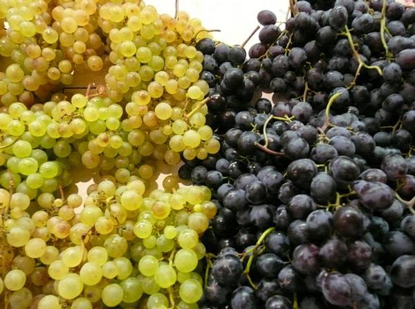 Лучшие сорта винограда с фото