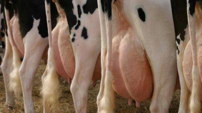 Лечение и профилактика мастита у коров - фото