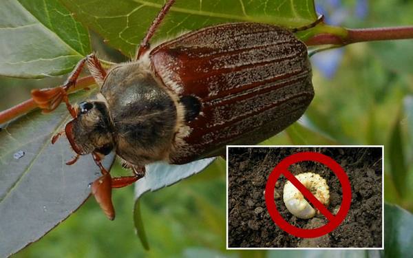 Майский жук: какими растениями питается и как бороться с личинками вредител ... - фото