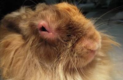 Болезнь кроликов миксоматоз: симптомы и методы лечения - фото