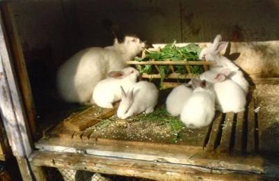 Использование молочной кислоты для лечения и профилактики болезней у кролик ... - фото