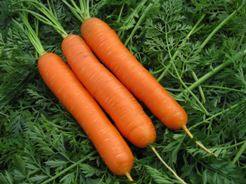 Морковь «Нантская»: отзывы и особенности выращивания с фото