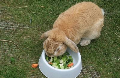Полноценное питание кроликов: необходимость введения овощей   с фото