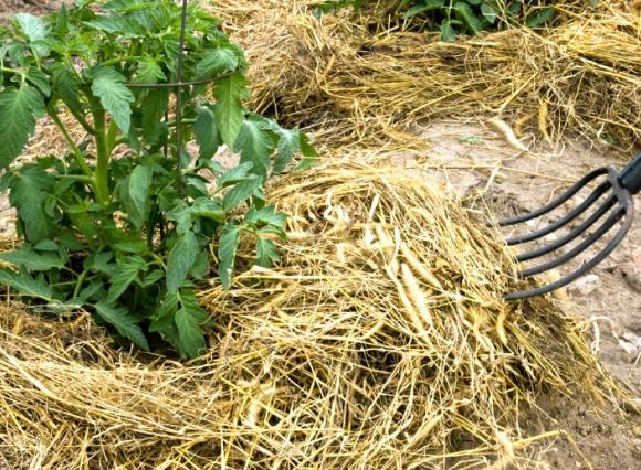 Мульчирование почвы: особенности использования травы, опилок, коры, хвои, п ... - фото