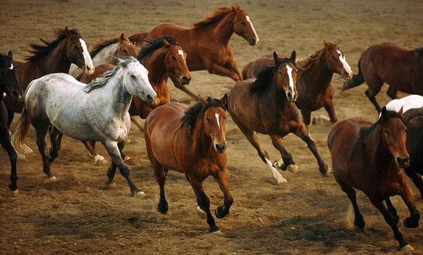 Мустанг - все о лошадях с фото