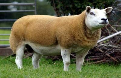 Наиболее популярные мясные породы в современном овцеводстве с фото