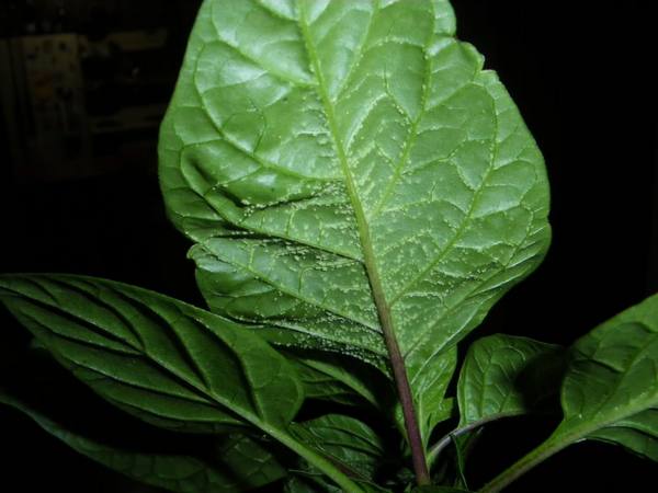 Болезни рассады перцев: листья в пупырышках с фото