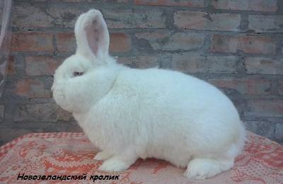 Описание породы Новозеландского кролика: характеристика, размножение и содержание с фото
