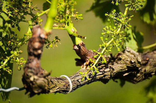 Виноградная лоза: строение, вегетация и уход с фото