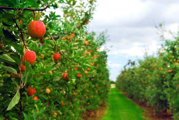 Осенняя обработка яблонь от вредителей и болезней с фото