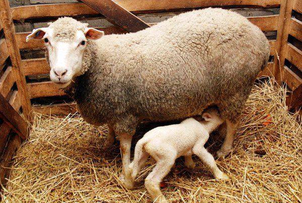 Все о беременности у овцы Окот животного с фото