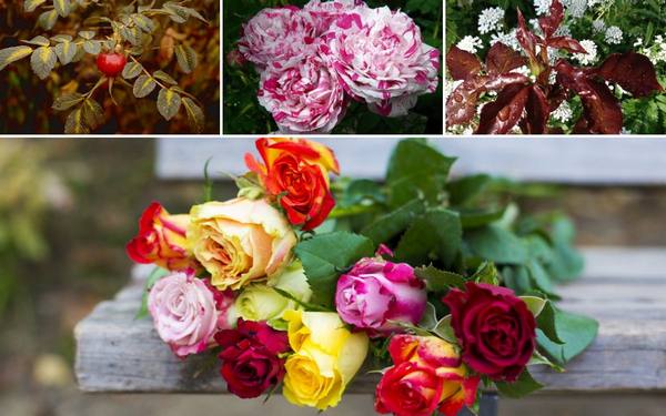 Описание роз: все о видах, формах и окраске цветков, листьев и плодов - фото