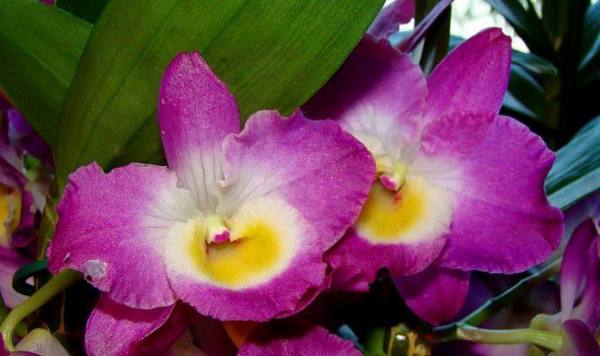 Как ухаживать за благородной орхидеей Дендробиум Нобиле - фото