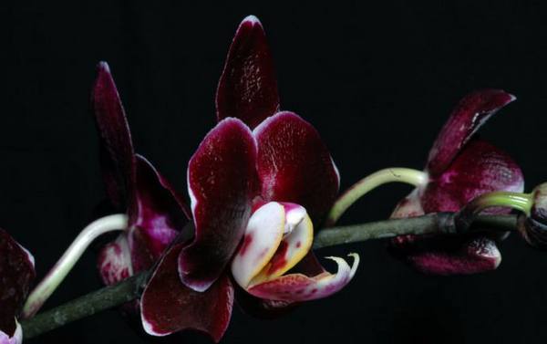 Орхидеи: разнообразие видов и форм с фото