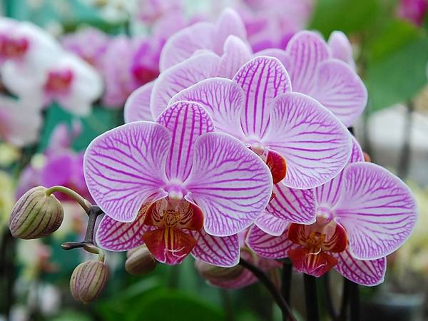 Размножение орхидей в домашних условиях - фото